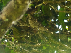 Crithagra melanochroa