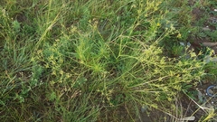 Saposhnikovia divaricata