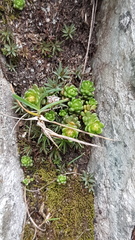 Sedum alpestre