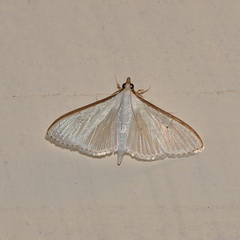 Palpita margaritacea