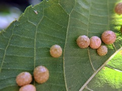 Caryomyia tuberculata