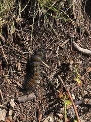 Hemileuca maia