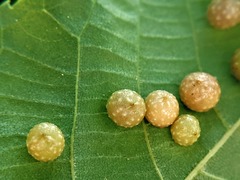 Caryomyia tuberculata