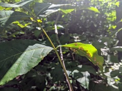 Caryomyia tuberculata