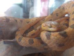 Leptodeira polysticta