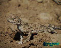 Phrynocephalus persicus