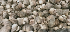 Tegillarca granosa