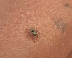 Pseudeuophrys erratica