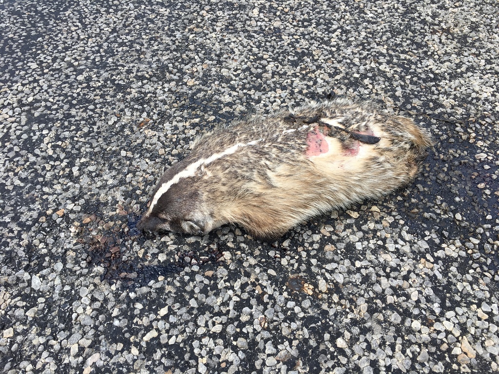 American Badger from US Highway 90 west of Uvalde, Uvalde County, TX ...