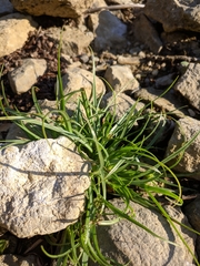 Cyperus glaber