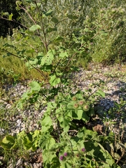 Arctium × nothum