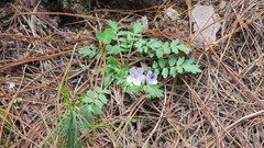 Phacelia platycarpa