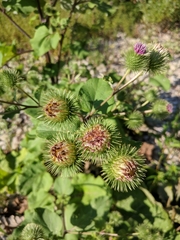 Arctium × nothum