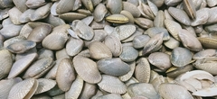 Paratapes textilis
