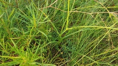 Saposhnikovia divaricata