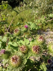 Arctium × nothum