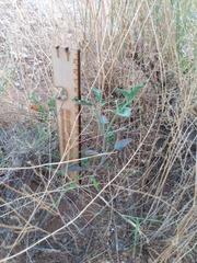 Acleisanthes chenopodioides