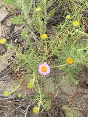 Erigeron blochmaniae