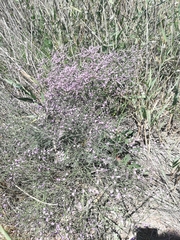 Limonium platyphyllum