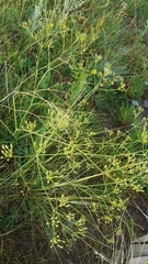 Saposhnikovia divaricata