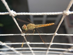 Brachythemis contaminata