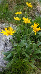Doronicum clusii