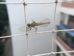 Brachythemis contaminata