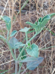 Acleisanthes chenopodioides