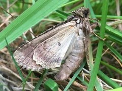 Apamea monoglypha