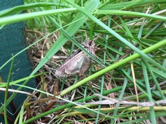 Apamea monoglypha