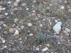 Lavandula pedunculata