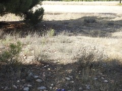 Lavandula pedunculata