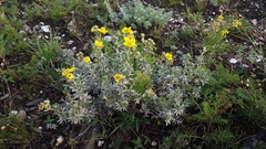 Dasiphora parvifolia