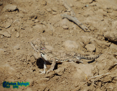 Phrynocephalus persicus