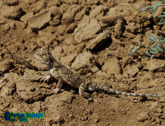 Phrynocephalus persicus
