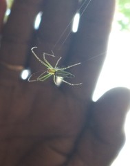 Leucauge
