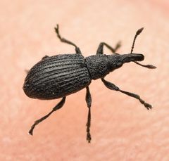 Perapion curtirostre