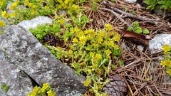 Sedum alpestre