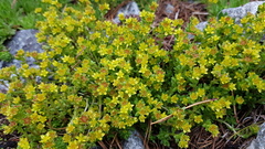 Sedum alpestre