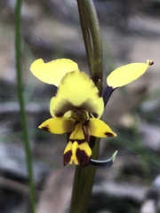 Diuris maculata