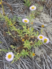 Erigeron blochmaniae
