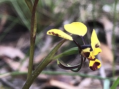 Diuris maculata