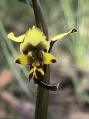 Diuris maculata
