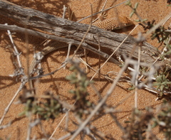 Acanthodactylus dumerilii