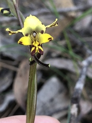 Diuris maculata