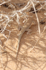 Acanthodactylus dumerilii