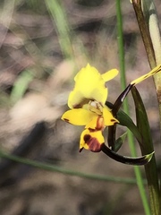 Diuris maculata