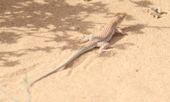Acanthodactylus dumerilii