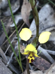 Diuris maculata