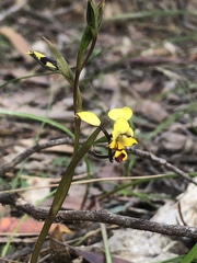 Diuris maculata